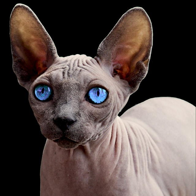 Záhadné plemeno Sphynx